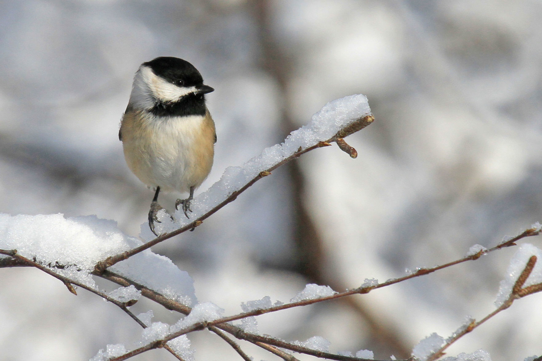Μαυροσκούφος Chickadee